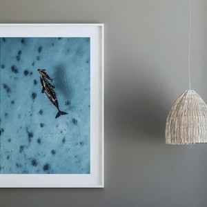 Australia Poster | Baby Whale Print | Canvas Picture Wall Mural