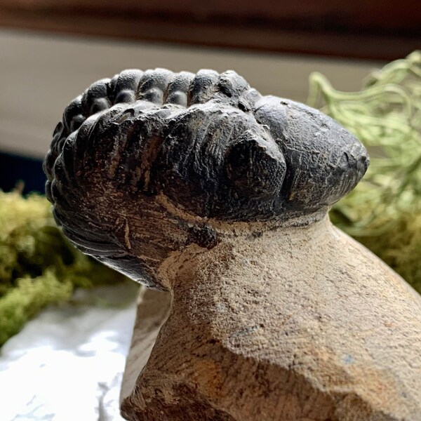 Coltraneian Trilobite Fossil, Enfolded Specimen: Morocco, 7.9 ounces