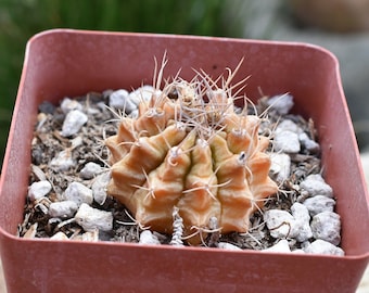 Chin Cactus, Gymnocalycium friedrichii