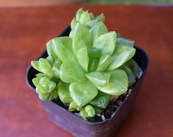 Haworthia cymbiformis var. obtusa