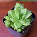 see more listings in the Succulent section