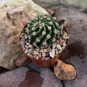 Easter Lily Cactus, Echinopsis oxygona hybrid, with white flower. image 2