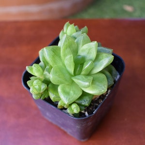 Haworthia cymbiformis var. obtusa