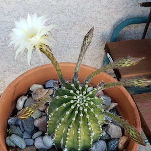 Easter Lily Cactus, Echinopsis oxygona hybrid, with white flower. image 1