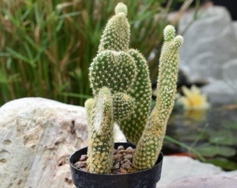 Bunny Ears Cactus, Opuntia microdasys.