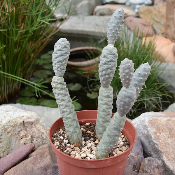 Pine Cone Cactus, Tephrocactus articulatus