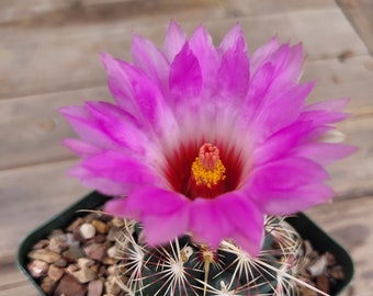 Glory of Texas Cactus, Thelocactus bicolor