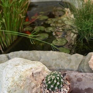 Easter Lily Cactus, Echinopsis oxygona hybrid, with white flower. image 8