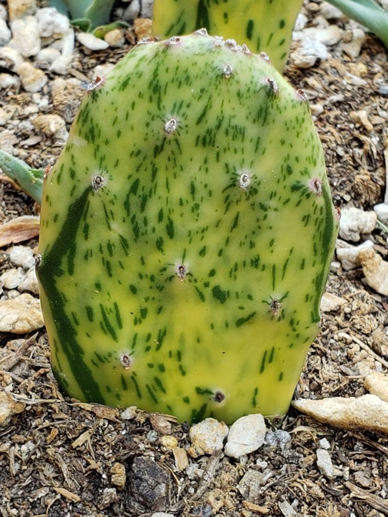 Sunburst Opuntia Variegata Cactus Etsy