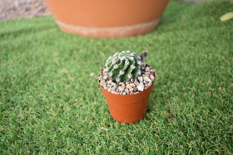 Easter Lily Cactus, Echinopsis oxygona hybrid, with white flower. image 4