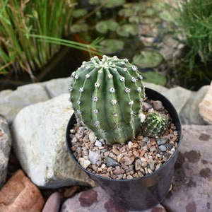 Easter Lily Cactus, Echinopsis oxygona hybrid, with white flower. image 7