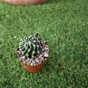 Easter Lily Cactus, Echinopsis oxygona hybrid, with white flower. image 3