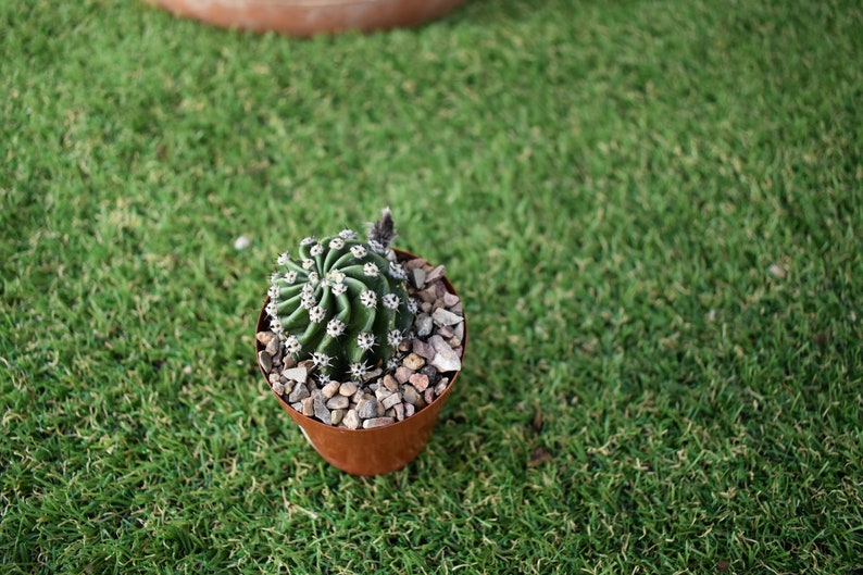 Easter Lily Cactus, Echinopsis oxygona hybrid, with white flower. image 3