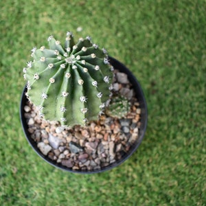 Easter Lily Cactus, Echinopsis oxygona hybrid, with white flower. image 6