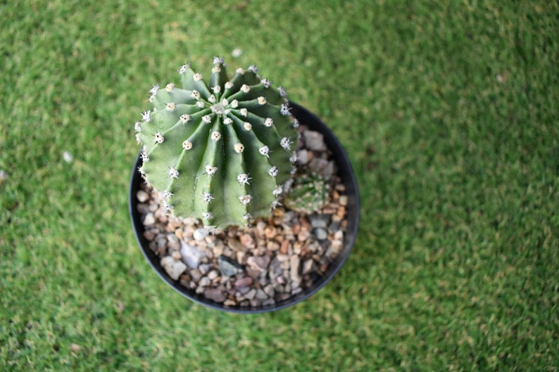 Easter Lily Cactus, Echinopsis oxygona hybrid, with white flower. image 6