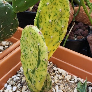 Sunburst Opuntia variegata Cactus