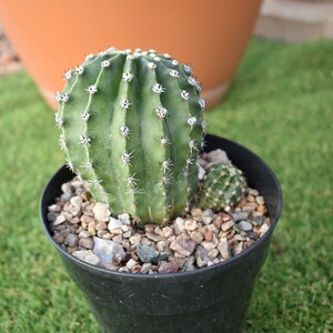 Easter Lily Cactus, Echinopsis oxygona hybrid, with white flower. image 5