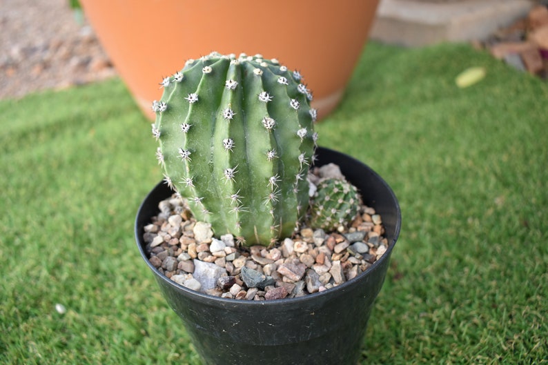 Easter Lily Cactus, Echinopsis oxygona hybrid, with white flower. image 5