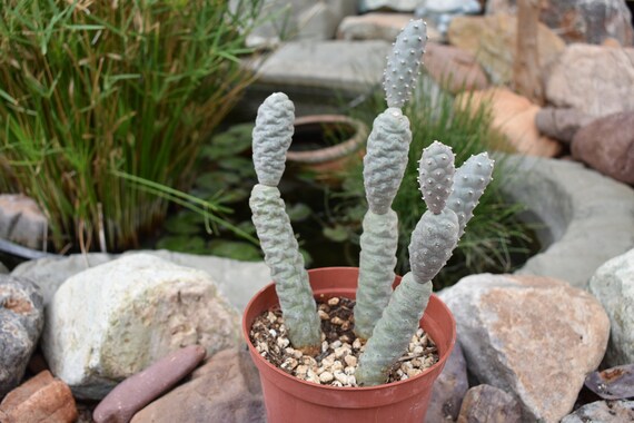 Pine Cone Cactus, Tephrocactus Articulatus - Etsy Israel