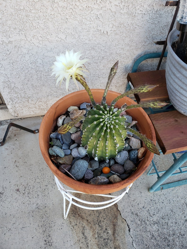 Easter Lily Cactus, Echinopsis oxygona hybrid, with white flower. image 1