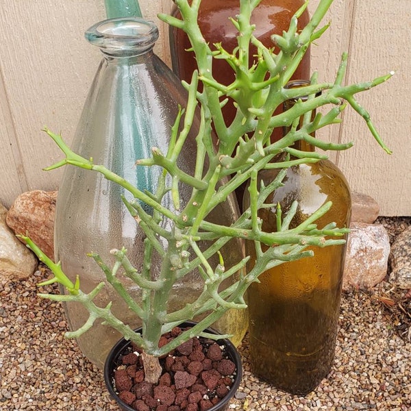 Briar Patch Euphorbia hybrid