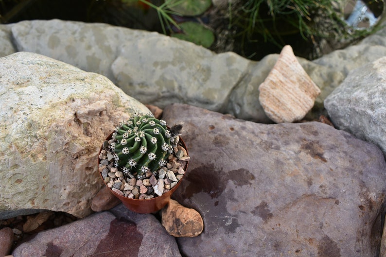 Easter Lily Cactus, Echinopsis oxygona hybrid, with white flower. image 2