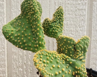 Crazy Bunny Ears Cactus, Opuntia microdasys monstrose
