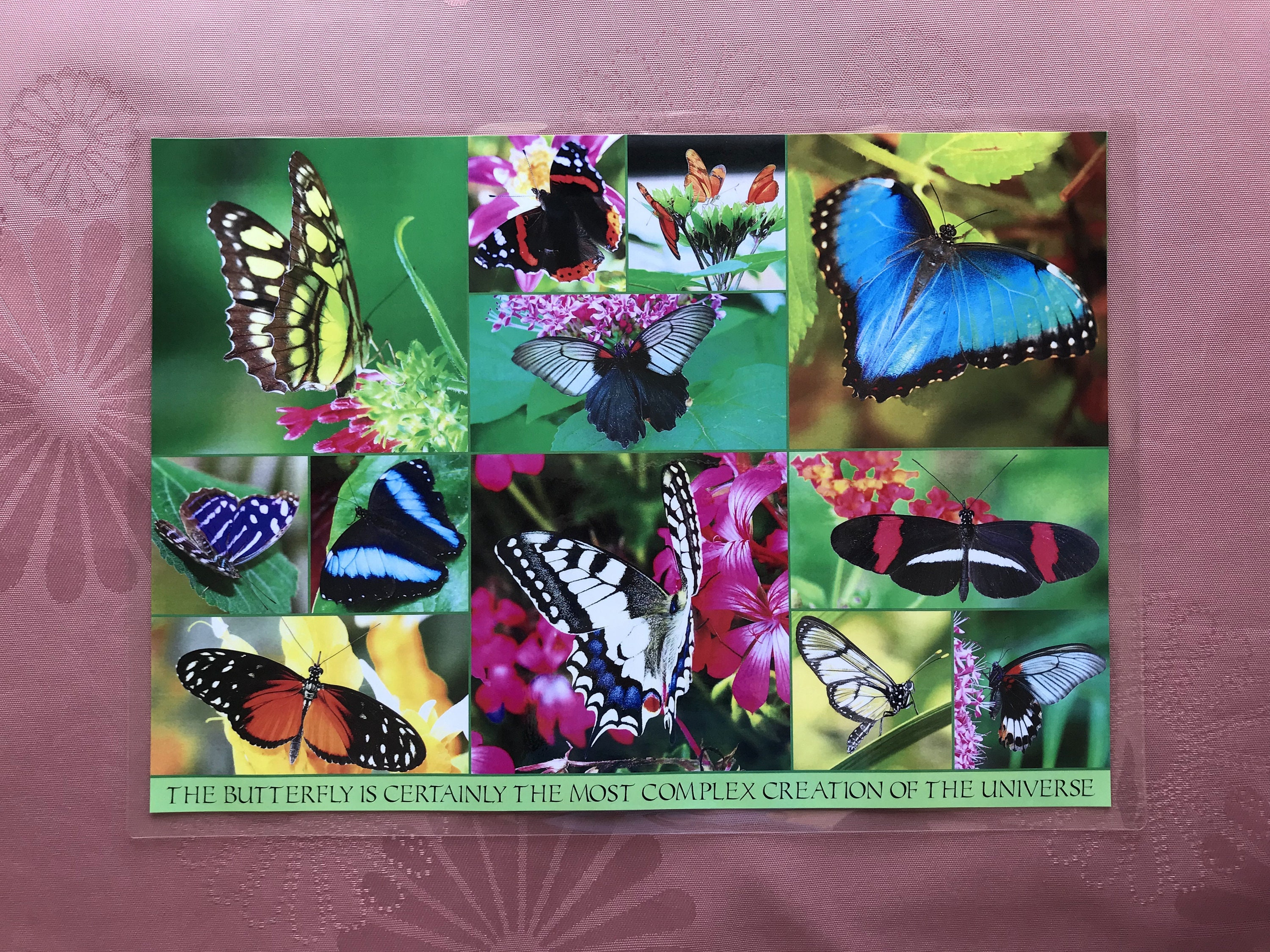 Set de Table Créatif en Anglais. Modèle Papillons A3 Plastifié 80 Microns. Format 16.54 Inches X 11.