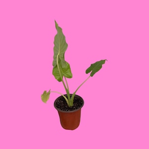 Alocasia Gageana California