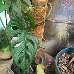 Adonai Monstera