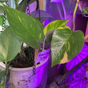Hawaiian Pothos