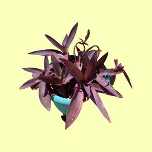 Tradescantia Purple Heart