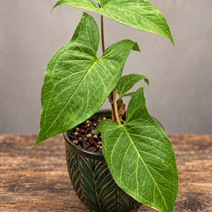 May include: A potted Syngonium plant with vibrant green, arrow-shaped leaves featuring prominent light green veining. The plant is housed in a dark green, round ceramic pot with a textured, embossed leaf pattern and small feet at the base.