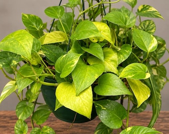 Golden Pothos Vine: Easy Care, Air-Purifying Houseplant (Cutting or Starter)