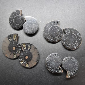May include: A collection of eight black and white ammonite fossils. The fossils are arranged in pairs, with each pair showing the interior and exterior of the ammonite.
