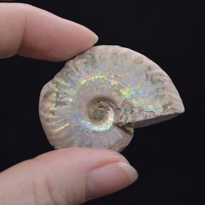 Silver Grey Iridescent Ammonite Cleoniceras Fossils from Madagascar - 5 Sizes