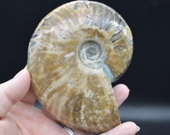 マダガスカル産の大きな赤い炎のような虹彩のアンモナイト