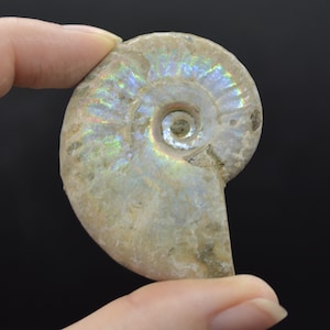 Silver Grey Iridescent Ammonite Cleoniceras Fossils from Madagascar - 3 Sizes