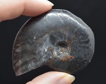 Op de afbeelding: Een gefossiliseerde ammoniet met een donkergrijze en bruine schelp. De ammoniet is een spiraalvormige schelp met een centrale opening.