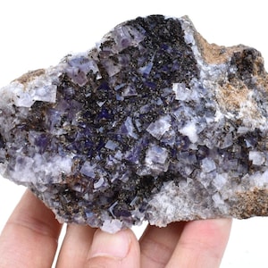 May include: A cluster of purple fluorite crystals embedded in a matrix of dark gray rock. The crystals are sharp and well-defined, with a glassy luster.