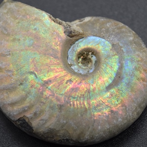 Silver Grey Iridescent Ammonite Cleoniceras Fossils from Madagascar - 3 Sizes