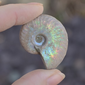 Silver Grey Iridescent Ammonite Cleoniceras Fossils from Madagascar - 4 Sizes