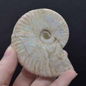 Silver Grey Iridescent Ammonite Cleoniceras Fossil from Madagascar  - 7.5cm - 116 grams