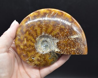 マダガスカル産の茶色のアンモナイト クレオニセラス化石 - 10.3 cm