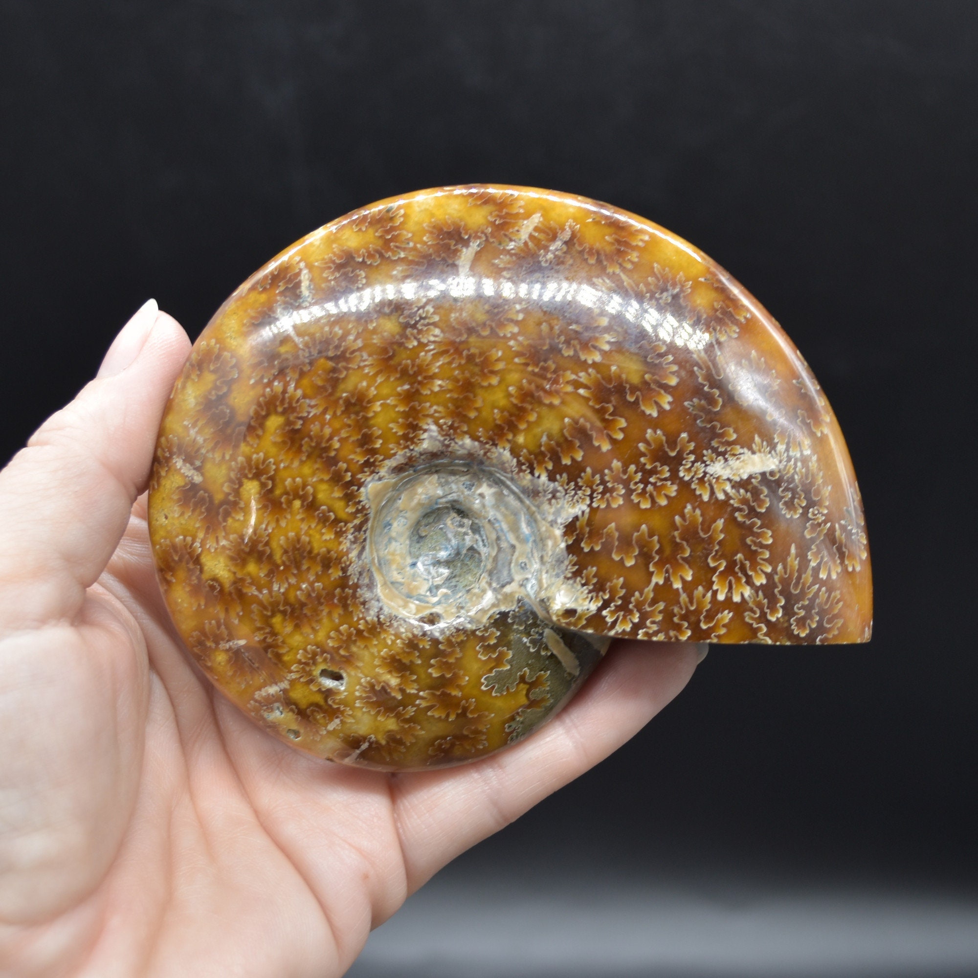 マダガスカル産の茶色のアンモナイト クレオニセラス化石 - 10.3 cm