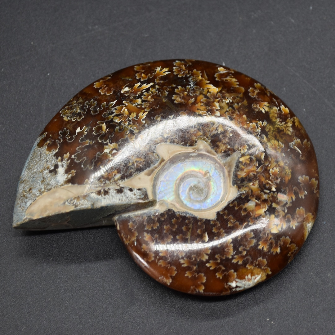 マダガスカル産の茶色のアンモナイト クレオニセラス化石 - 9.3