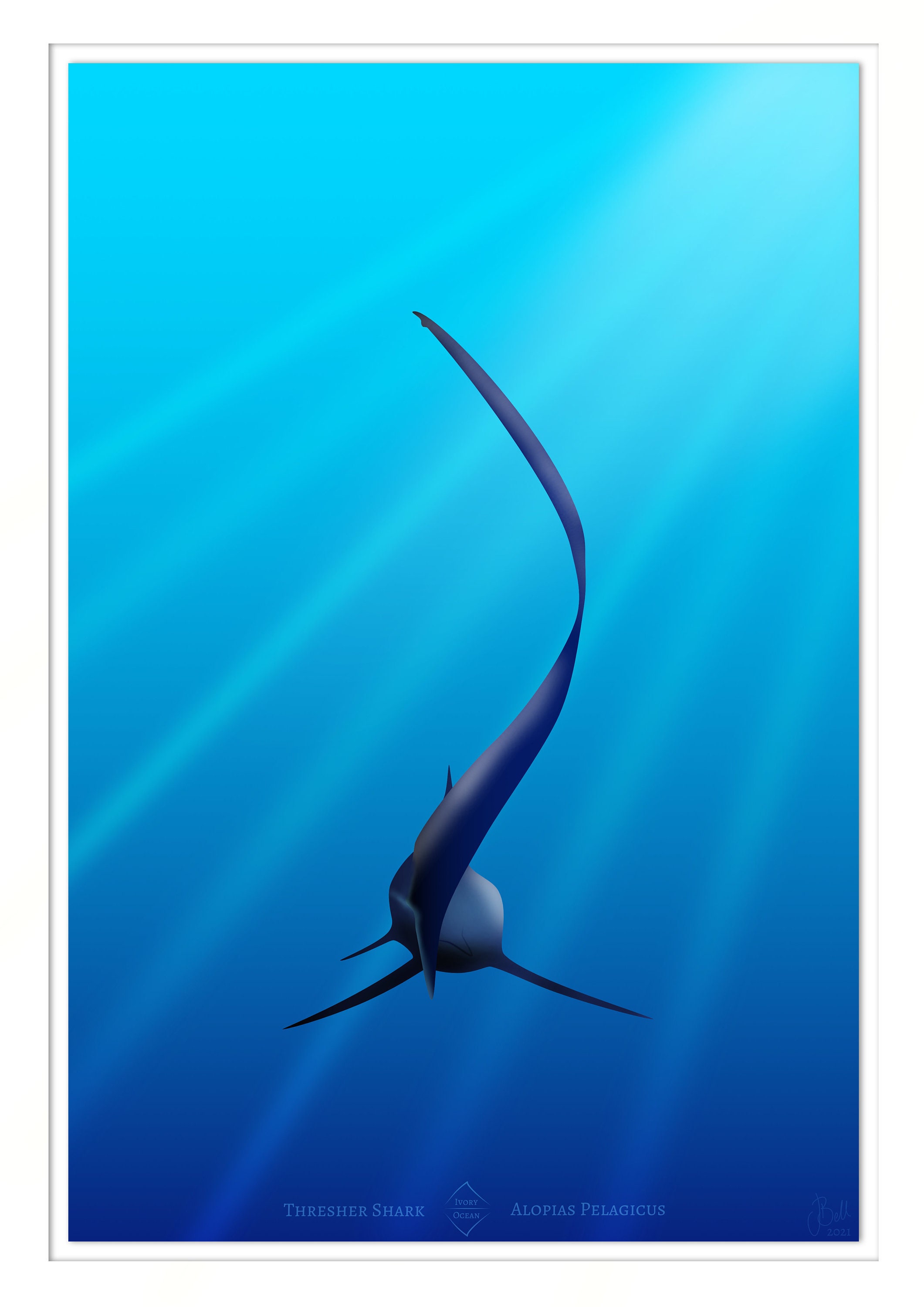 Thresher Shark Silhouette Ocean art Shark Art print | Etsy