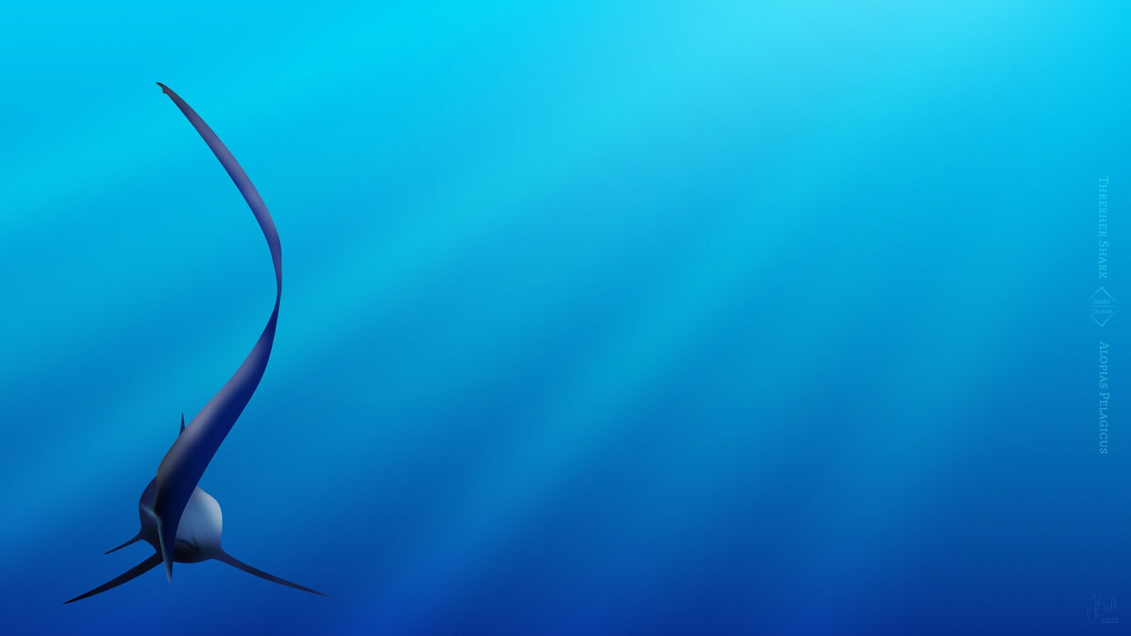 Thresher Shark Silhouette Zoom Background Ocean art Shark Etsy