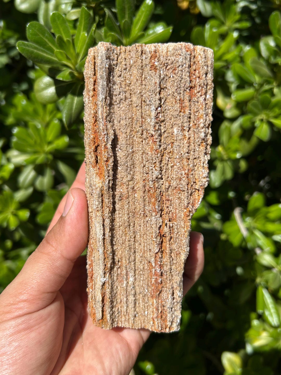Petrified Wood Log | Crystalized Petrified Wood | 5.5 in Petrified Wood ...