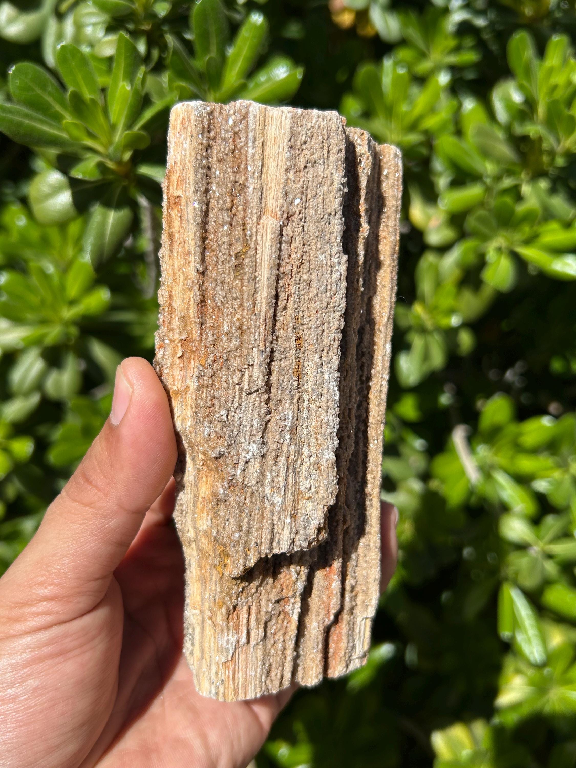 Petrified Wood Log | Crystalized Petrified Wood | 5.5 in Petrified Wood ...